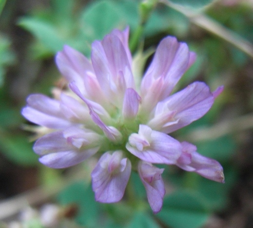 Trifolium resupinatum / Trifoglio risupinato